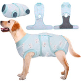 Kuoser recovery suit on a dog after surgery, protecting the wound.