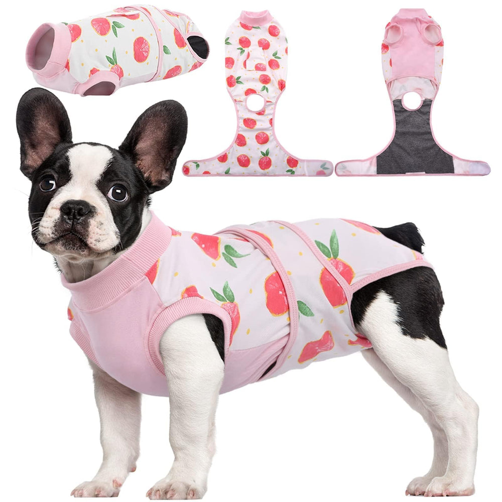 Kuoser recovery suit on a dog wearing comfortably to shield a surgical wound.