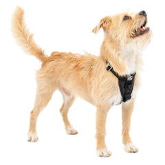 Kurgo Enhanced Strength Tru-Fit harness front view showing secure fit for daily walks.