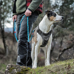 Kurgo Journey Air Harness back view highlighting back assist handle and reflective trim for safety.