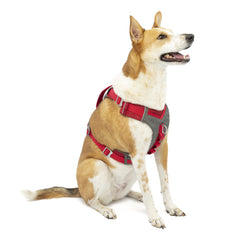 Kurgo Journey Air harness with padded chest pad for comfort.