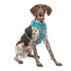 Kurgo Journey Air harness with secure fit and padded chest for comfortable adventures.