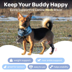 Labra dog recovery hock wrap promotes healing and gentle movement.