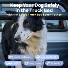 Labra heavy-duty nylon webbing display showing durability for large breeds.