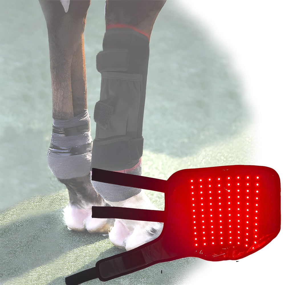 Lanoune infrared red light therapy wrap on horse knee for targeted relief