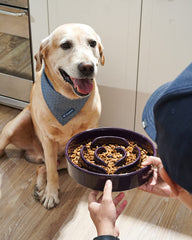 LE TAUCI ceramic dog bowl non-slip base keeps mealtime tidy.