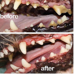 LeMall Petry spray applied to a dog's mouth to freshen breath