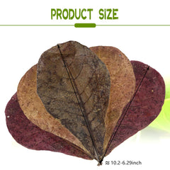 LeonBach catappa leaves 5-8 inch size, natural decor for betta and shrimp tanks.