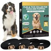 Lerqua four-pack dog flea collar packaging for easy multi-dog protection.