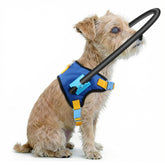 LetPetRun protective halo ring guards a visually impaired dog indoors.