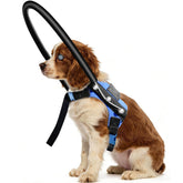 LetPetRun protective halo harness showing halo ring for safer navigation