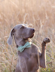 Lionet Paws collar on display, machine-washable care for busy pet parents