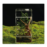 Liz Qnnaly acrylic terrarium with preassembled design for instant setup.