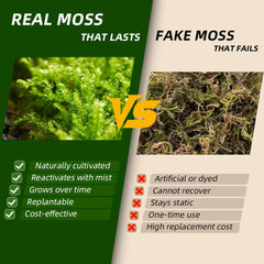 LUCKYRUNES Live Moss Duo Pack helps maintain terrarium humidity.