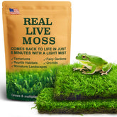 LUCKYRUNES Live Moss Duo Pack two varieties for natural terrarium floors and texture contrast.