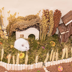 LUVCOSY Sprays Set – panicle millet focus, diverse chewing surfaces for nibbling fun