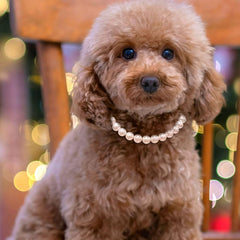 Madison Tyler durable pearl necklace for dogs that resists wear.