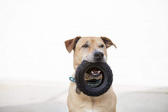 Mammoth TireBiterII 7-inch X-Large toy ideal for large dogs