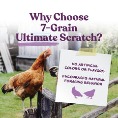 Chickens peck at this Manna Pro seven-grain mix, a non-GMO treat for enrichment.