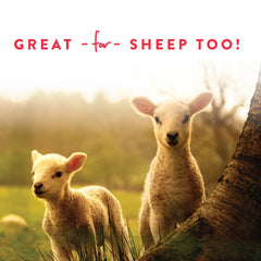 Goats enjoy the Manna Pro Apple Probiotic Goat Treat as a tasty snack.