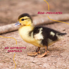 Manna Pro Duck Starter Grower ducks feeding on crumble batter