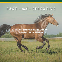 Manna Pro Corta-FLX U-Gard in training horse during daily routine.