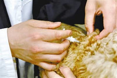 Manruta registration online screen shows easy ID linking for pets.