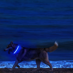 MASBRILL LED dog collar high visibility during evening strolls