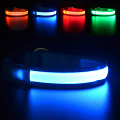 MASBRILL LED dog collar glowing blue for safer night walks