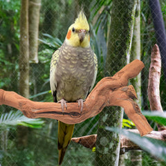 Matutinus grape wood perch showing natural, thorn-free surface