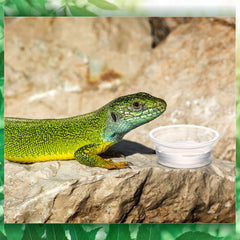 Maxcheck gecko cups for crested geckos and small pets.