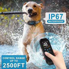 MEGWR e-collar waterproof in action during rain or pool play.