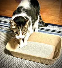 Midlee biodegradable paper litter pan emphasizes eco-friendly single-use design.