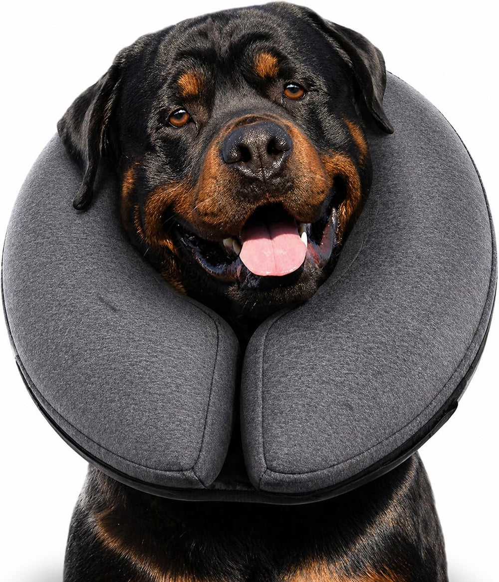 MIDOG inflatable donut collar on a gray XL dog protecting incisions while eating.