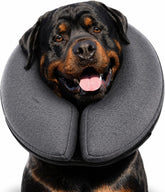 MIDOG inflatable donut collar on a gray XL dog protecting incisions while eating.