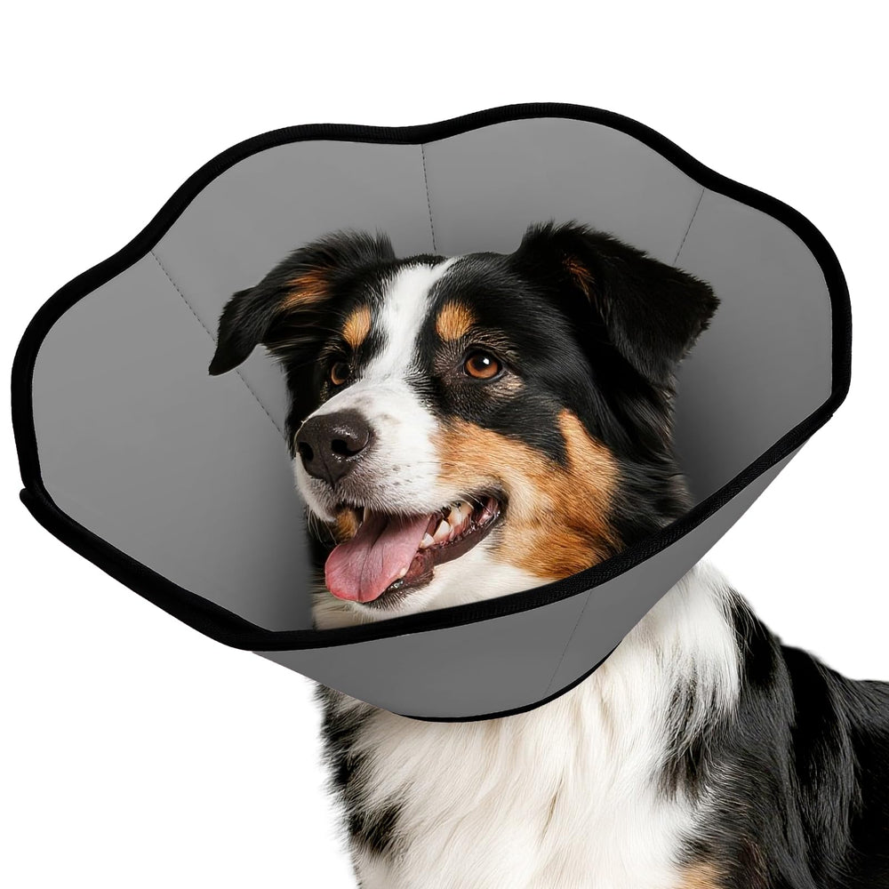 MIDOG soft cone collar in recovery mode blocking licking and protecting wounds