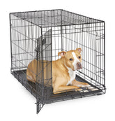 MidWest iCrate 36-inch with divider panel supports growing dogs.
