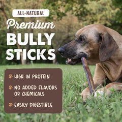 Mighty Paw Naturals bully sticks in action during a dog chew
