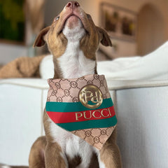 Millionaire Mutt Pucci handbag-inspired bandana, chic look for daily walks and moments.
