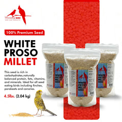 Morning Bird White Proso Millet Seed bowl ready for small birds