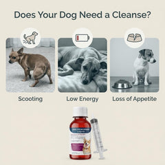 Morvequa liquid dewormer given to a calm dog during administration.
