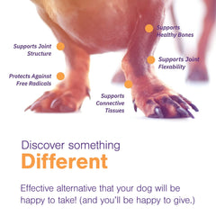 Happy dog enjoying MOVOFLEX Soft Chews during playtime