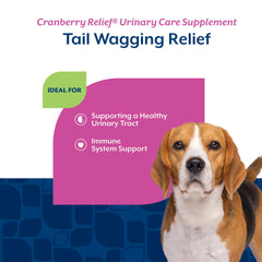 NaturVet chew in a dog's mouth during relaxed moment, suggesting easy daily use.