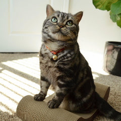 Necoichi cardboard cat scratcher bed reversible use extends lifespan.