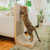 Necoichi cardboard scratcher wall in oak supports healthy scratching and furniture protection