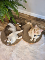 Necoichi cat-scratcher-bowl-lounge shows a cat curled up in comfort.