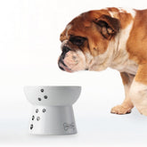 Necoichi raised dog food bowl stand for comfortable dining.