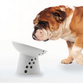Necoichi raised bowl tilted design for centered meals and whisker friendliness.
