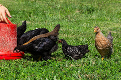 New Country Organics soy-free chicken feed pellets for soy-sensitive flocks.