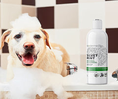 NEXDERMA Silvet shampoo foam demonstrates light, natural lather.